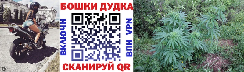 Шишки марихуана VHQ  Купить закладки  Пыть-Ях 